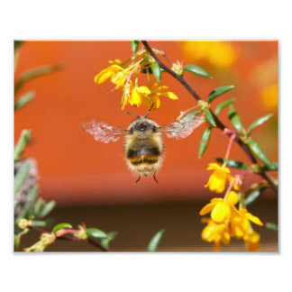 The Happy Bumble Bee Photo Print