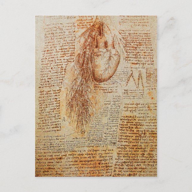 The Heart and the Bronchial Arteries Parchment Postcard (Front)