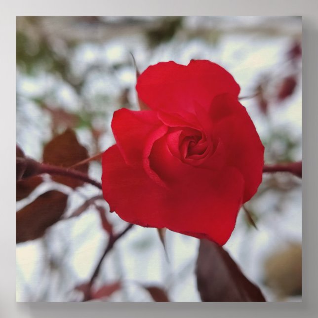 The Heart of Winter Photo Tile (Front Set)