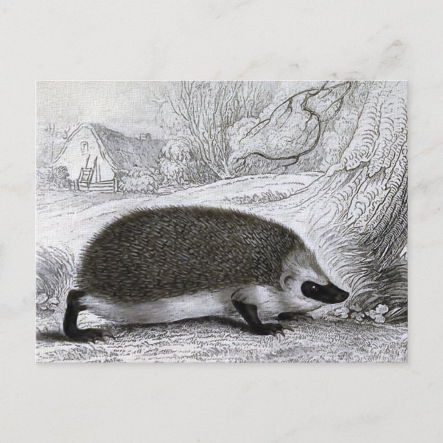 "The Hedgehog" Postcard (Front)