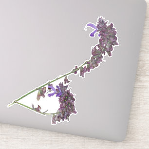 The Herb Clary Sage   Vinyl Sticker