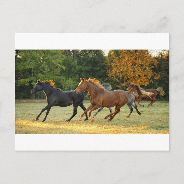 The Herd Postcard (Front)