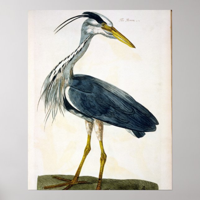 The Heron (Ardea cinerea) plate from 'The British Poster (Front)