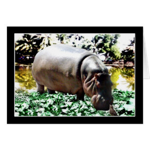 The Hippo And The Bird