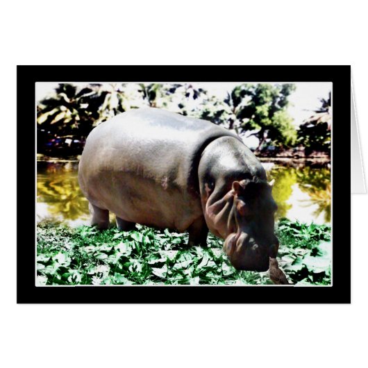 The Hippo And The Bird Cards (Front Horizontal)