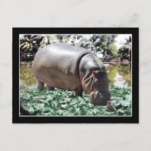 The Hippo & Bird Postcard