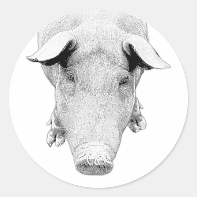 The Hog in Black and White Classic Round Sticker (Front)