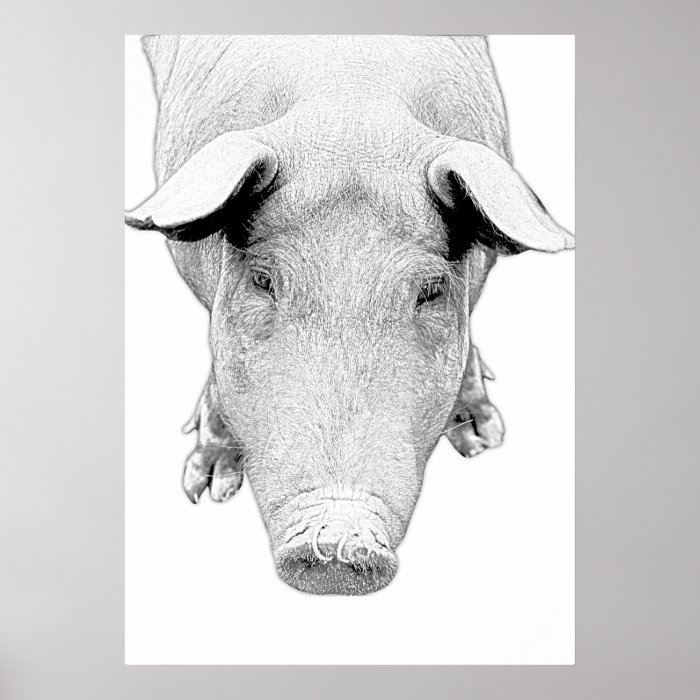 The Hog in Black and White Print