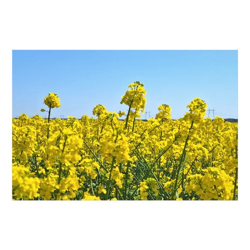 The Horizon Line - Colors of Wild Nature Romania Photo Print