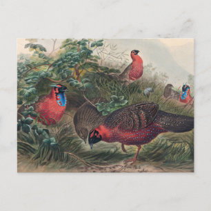 The Horned Tragopan by Joseph Wolf Postcard