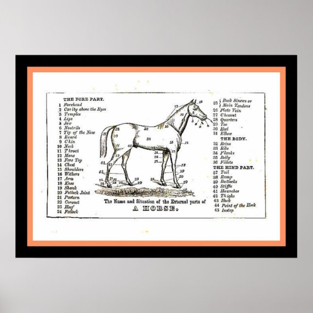 The horse diagram poster (Front)