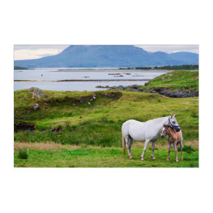 The Horses of Connemara Galway, Ireland Acrylic Print