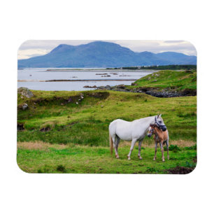 The Horses of Connemara   Galway, Ireland Magnet