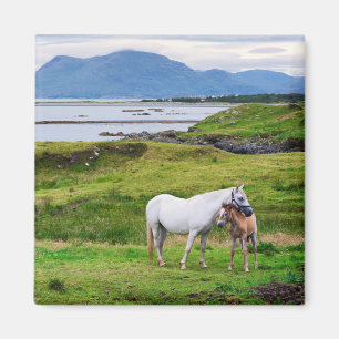 The Horses of Connemara   Galway, Ireland Magnet