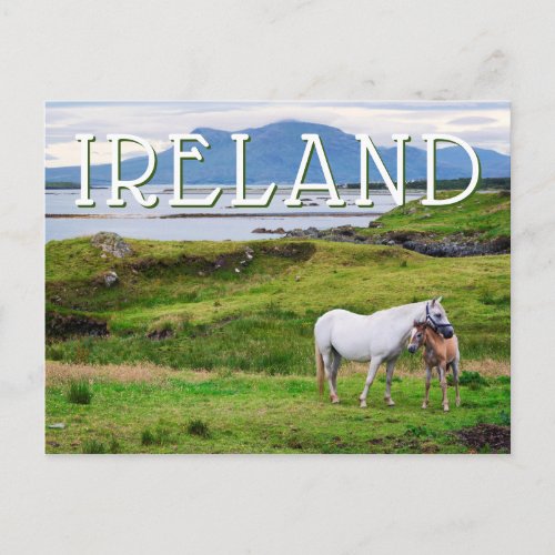 The Horses of Connemara  Galway Ireland Postcard
