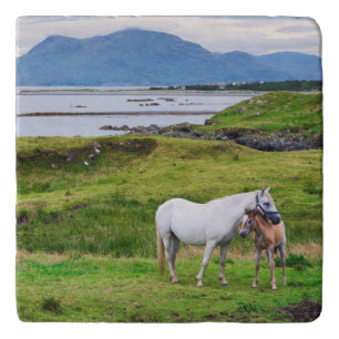 The Horses of Connemara   Galway, Ireland Trivet