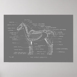 THE HORSE'S SKELETON 19 x 13 Print