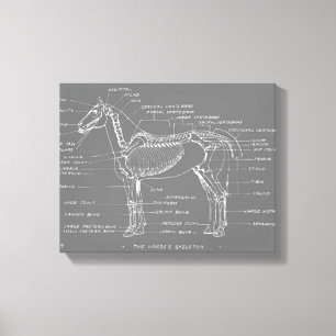 THE HORSE'S SKELETON CANVAS PRINT