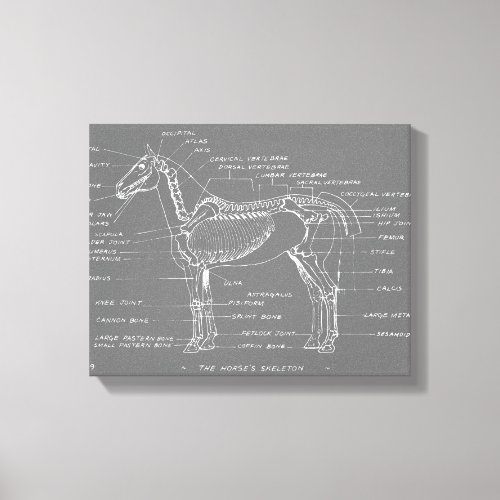 THE HORSES SKELETON CANVAS PRINT