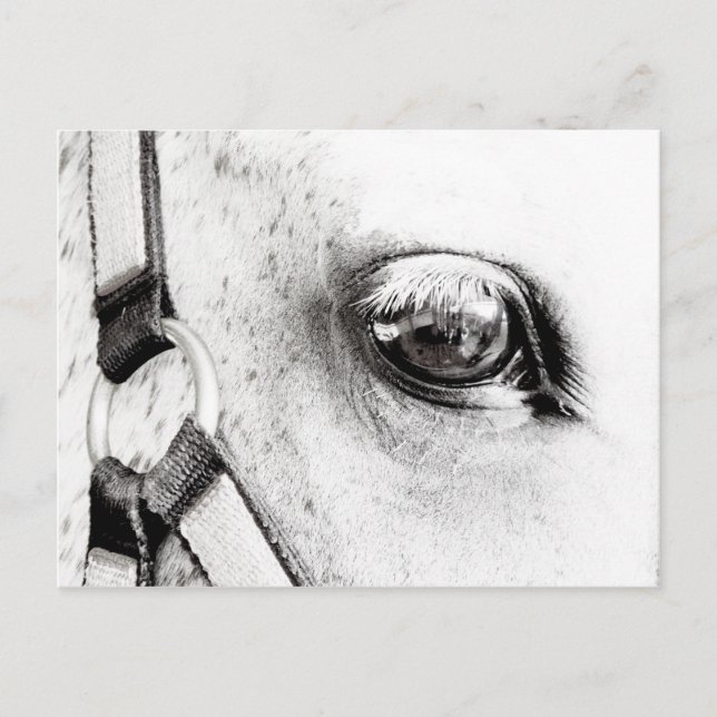 The Horses Soul Postcard (Front)