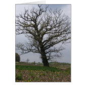 The Huge, Old Oak on 22 (Front)