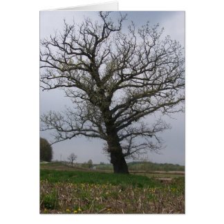 The Huge, Old Oak on 22 Cards