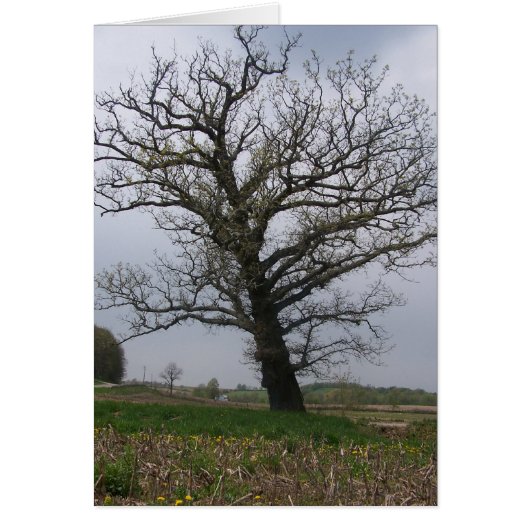 The Huge, Old Oak on 22 Cards (Front)