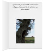 The Huge, Old Oak on 22 Cards (Inside (Right))