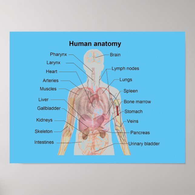 The Human Anatomy Poster (Front)