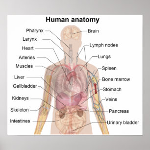The Human Anatomy Poster