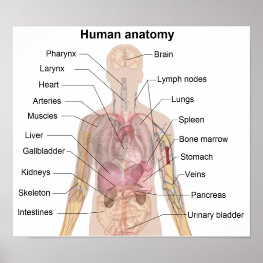 The Human Anatomy Poster Zazzle Com