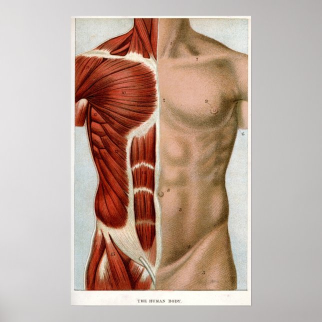 The Human Body Poster (Front)