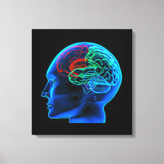 The Human Brain Stretched Canvas Print