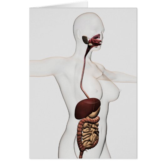The Human Digestive System 1 Cards (Front)