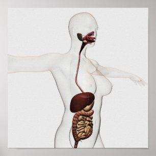 The Human Digestive System 1 Poster