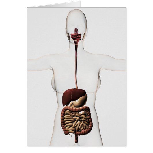 The Human Digestive System 2 Cards (Front)
