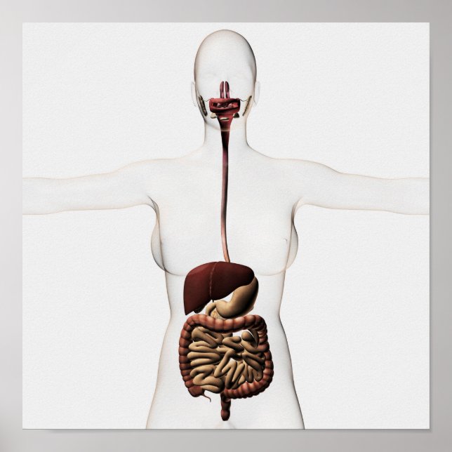 The Human Digestive System 2 Poster (Front)