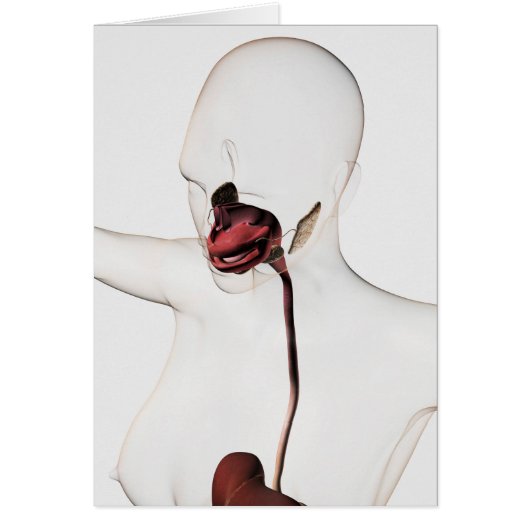 The Human Digestive System 3 Cards (Front)