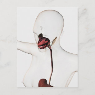 The Human Digestive System 3 Postcard