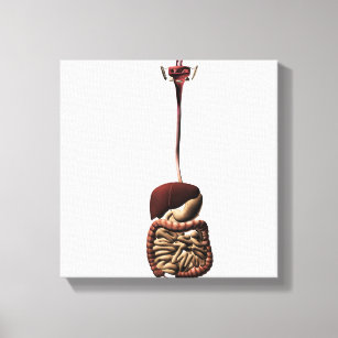 The Human Digestive System 4 Canvas Print