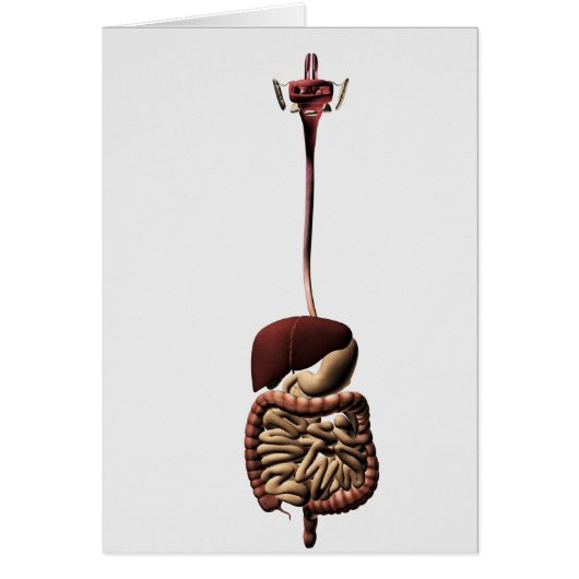 The Human Digestive System 4 Cards (Front)