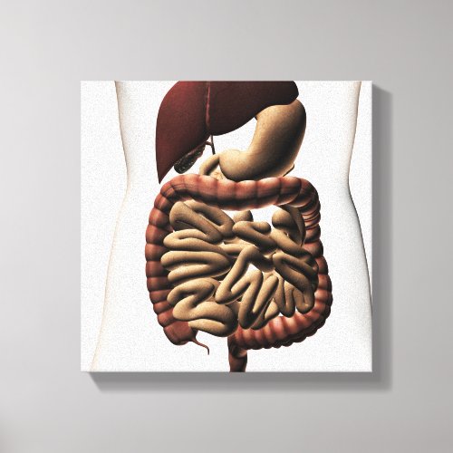 The Human Digestive System 5 Canvas Print