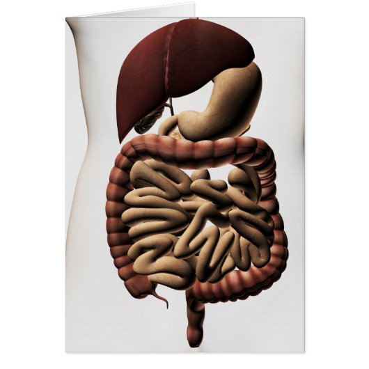 The Human Digestive System 5 Cards (Front)