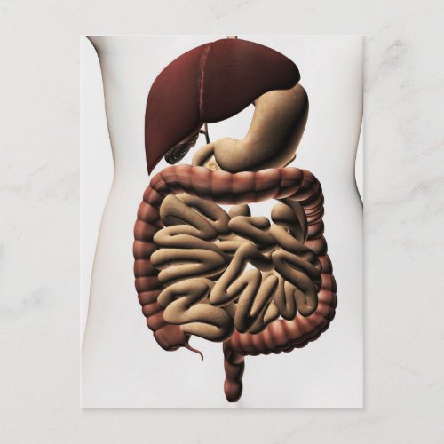 The Human Digestive System 5 Postcard