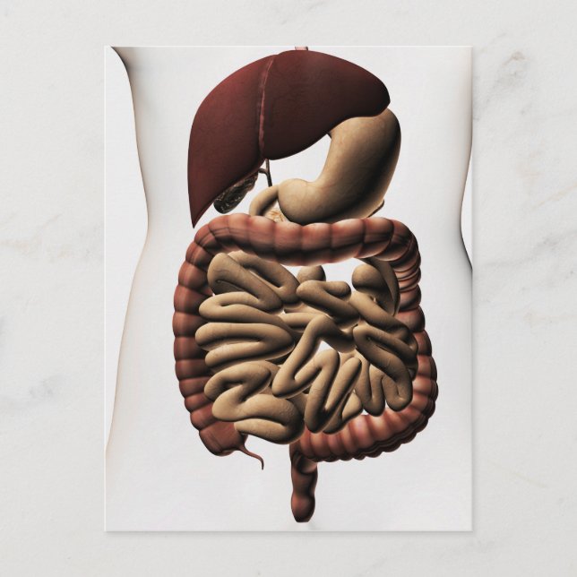The Human Digestive System 5 Postcard (Front)