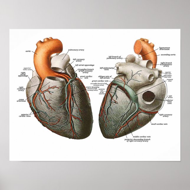 The Human Heart Poster (Front)