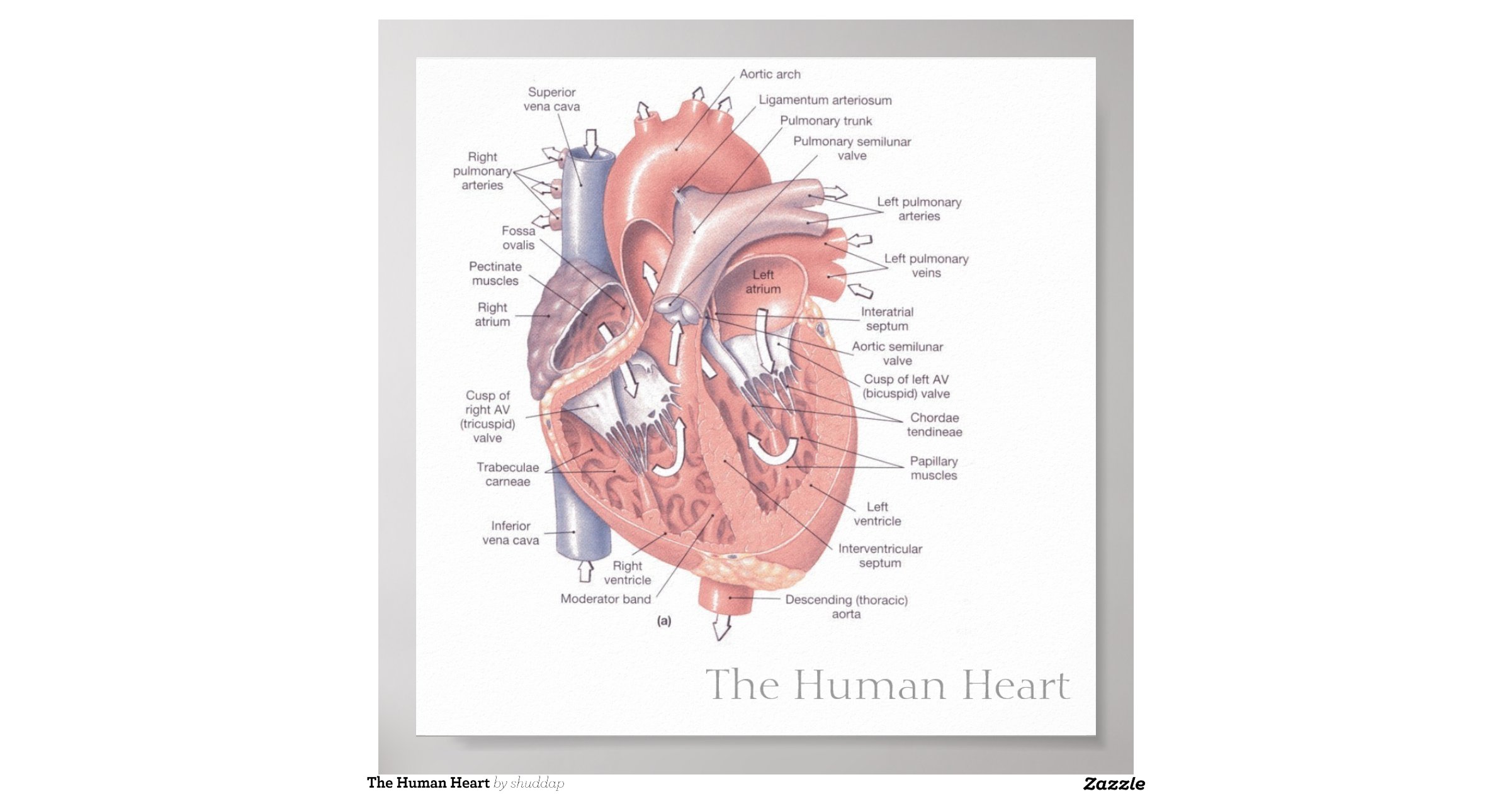 the_human_heart_poster-r4d2401e2d9df4035b89d9f152655625f_wi4_8byvr_1200 ...