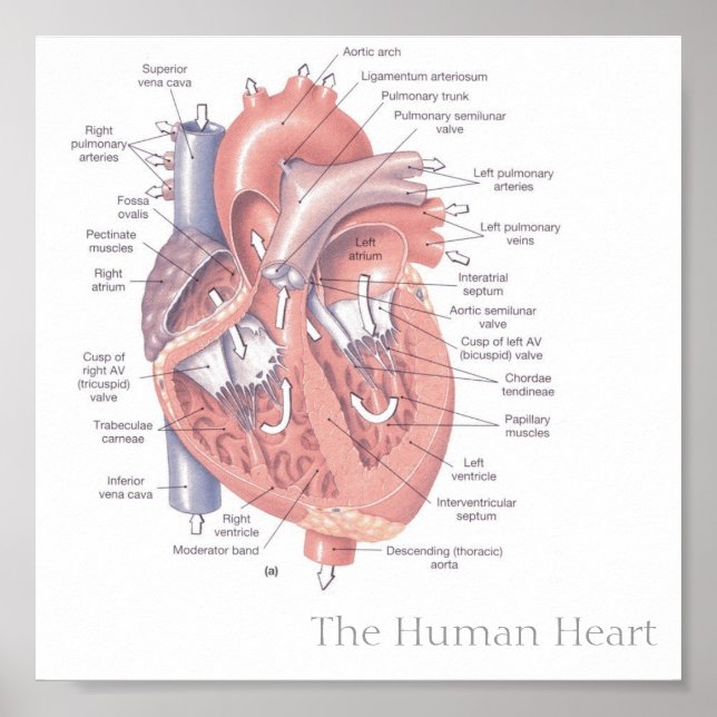 The Human Heart Poster (Front)