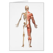 The Human Skeleton And Muscular System, Back (Front)