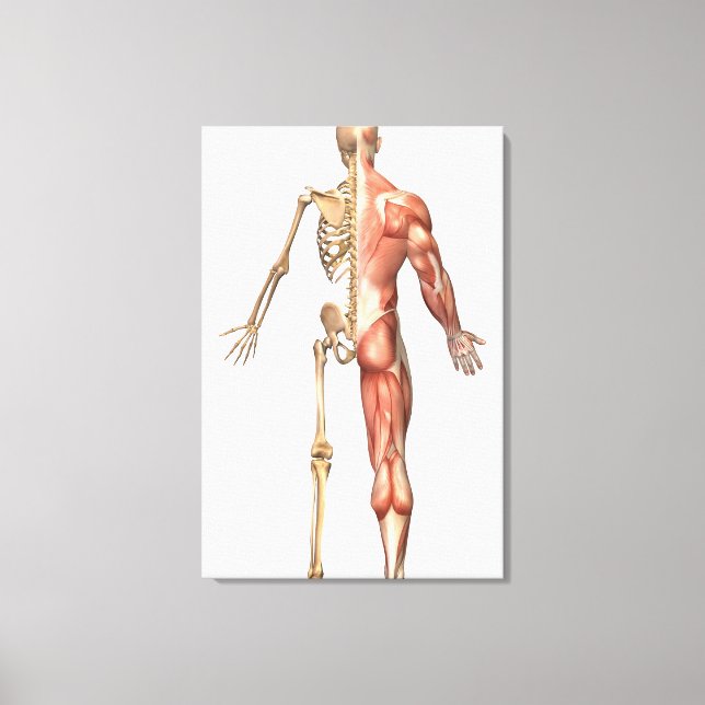 The Human Skeleton And Muscular System, Back Canvas Print (Front)